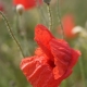 poppy4907