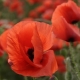 poppy4_4923
